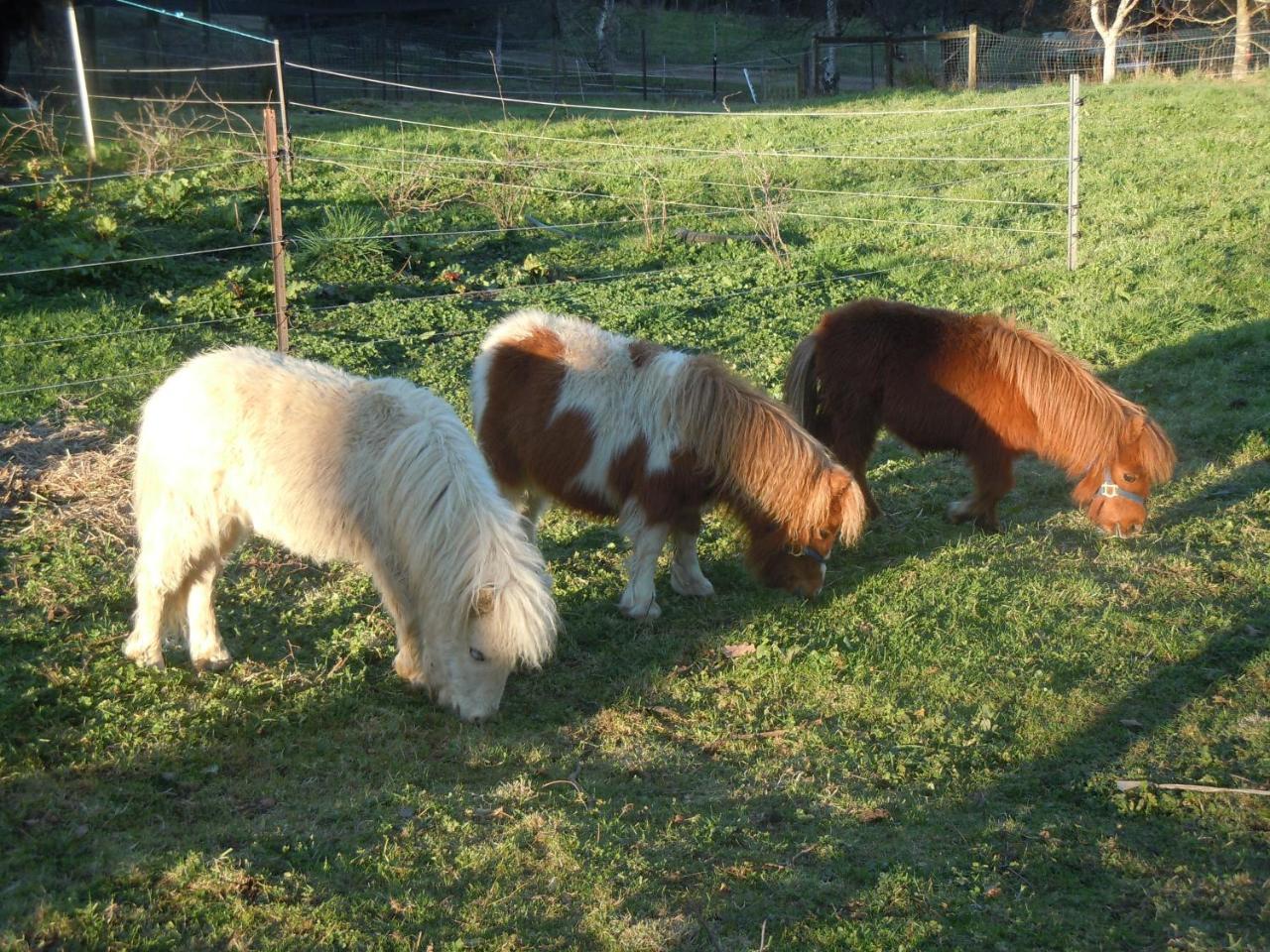 Whispering Spirit Holiday Cottages & Mini Ponies Franklin Dış mekan fotoğraf