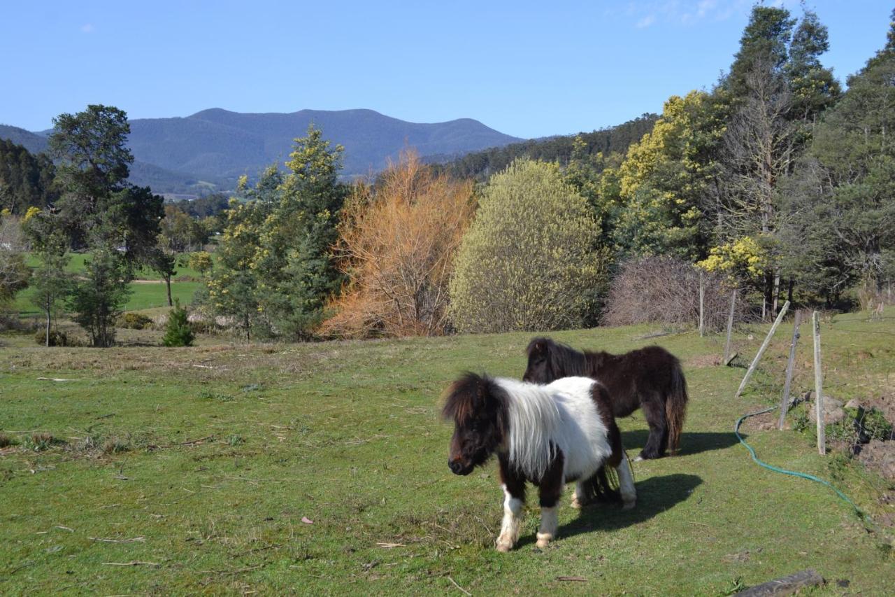 Whispering Spirit Holiday Cottages & Mini Ponies Franklin Dış mekan fotoğraf